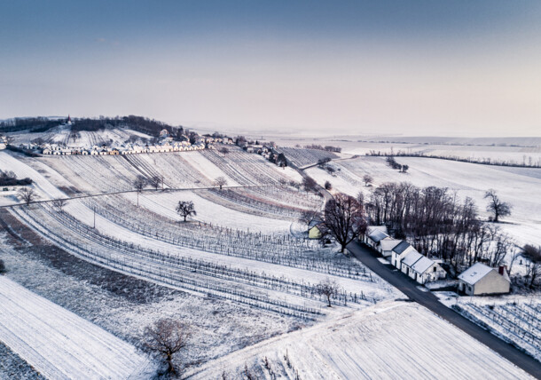     Szőlőskertek a Weinviertel régióban télen 